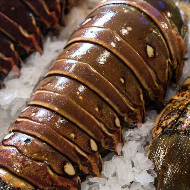 Free cold chain delivery - Extra large fresh lobster tailsBoston lobster